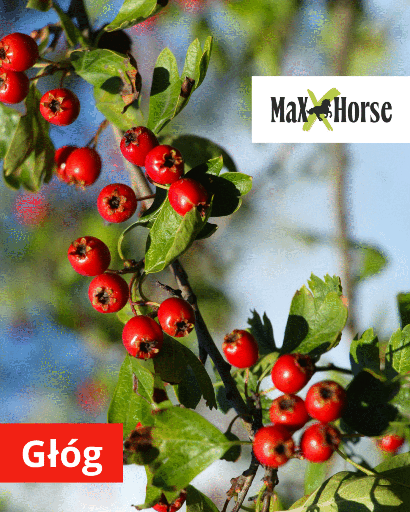 Głóg dla koni