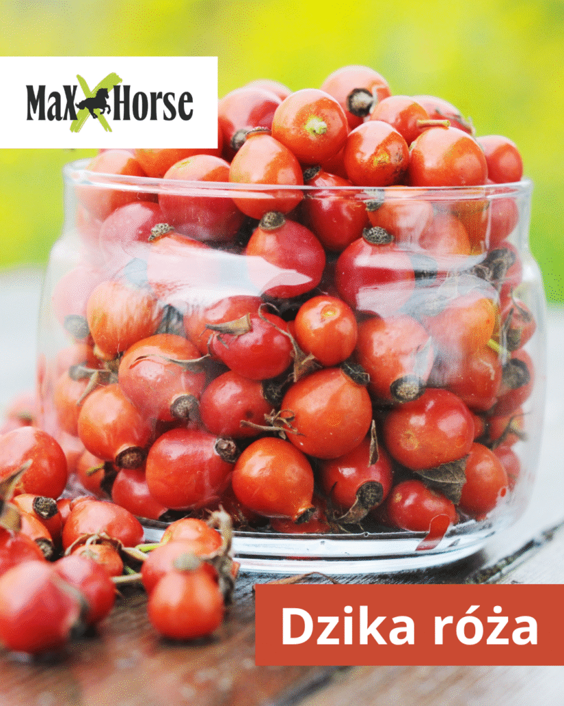 Dzika róża dla koni