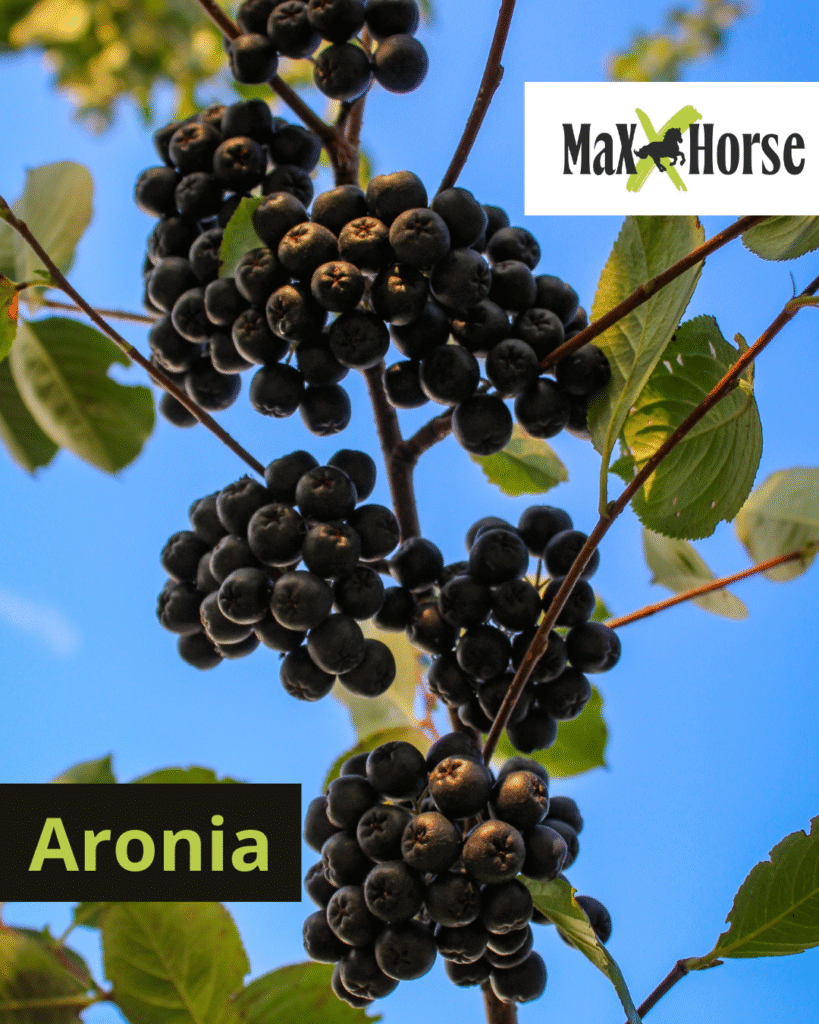 Aronia dla koni