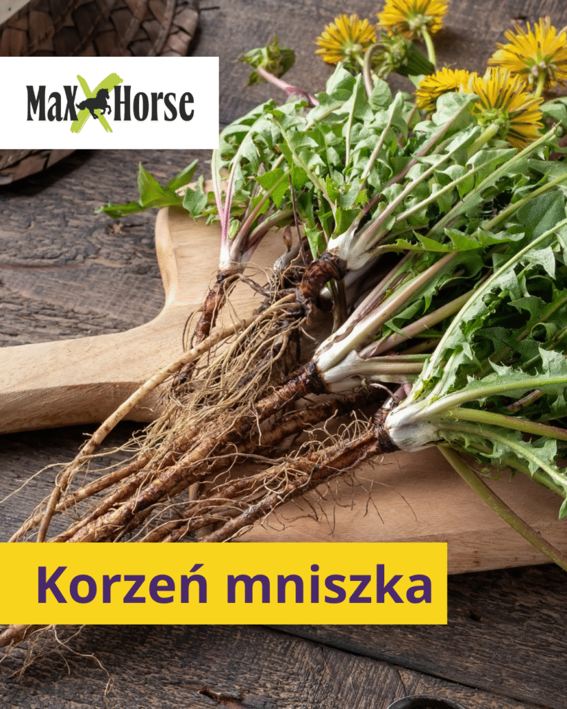 Korzeń mniszka lekarskiego dla koni