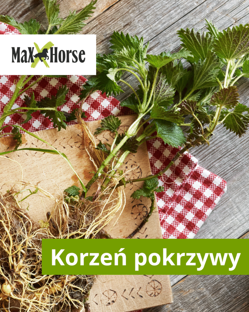 Korzeń pokrzywy dla koni