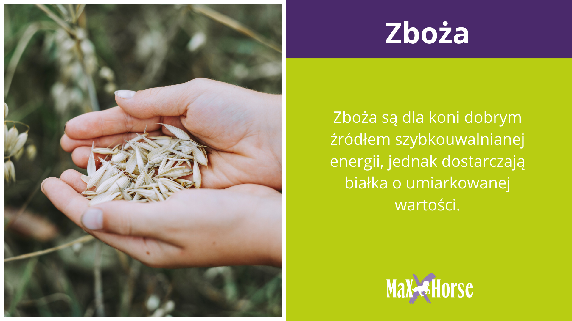 Białko ze zbóż w diecie koni
