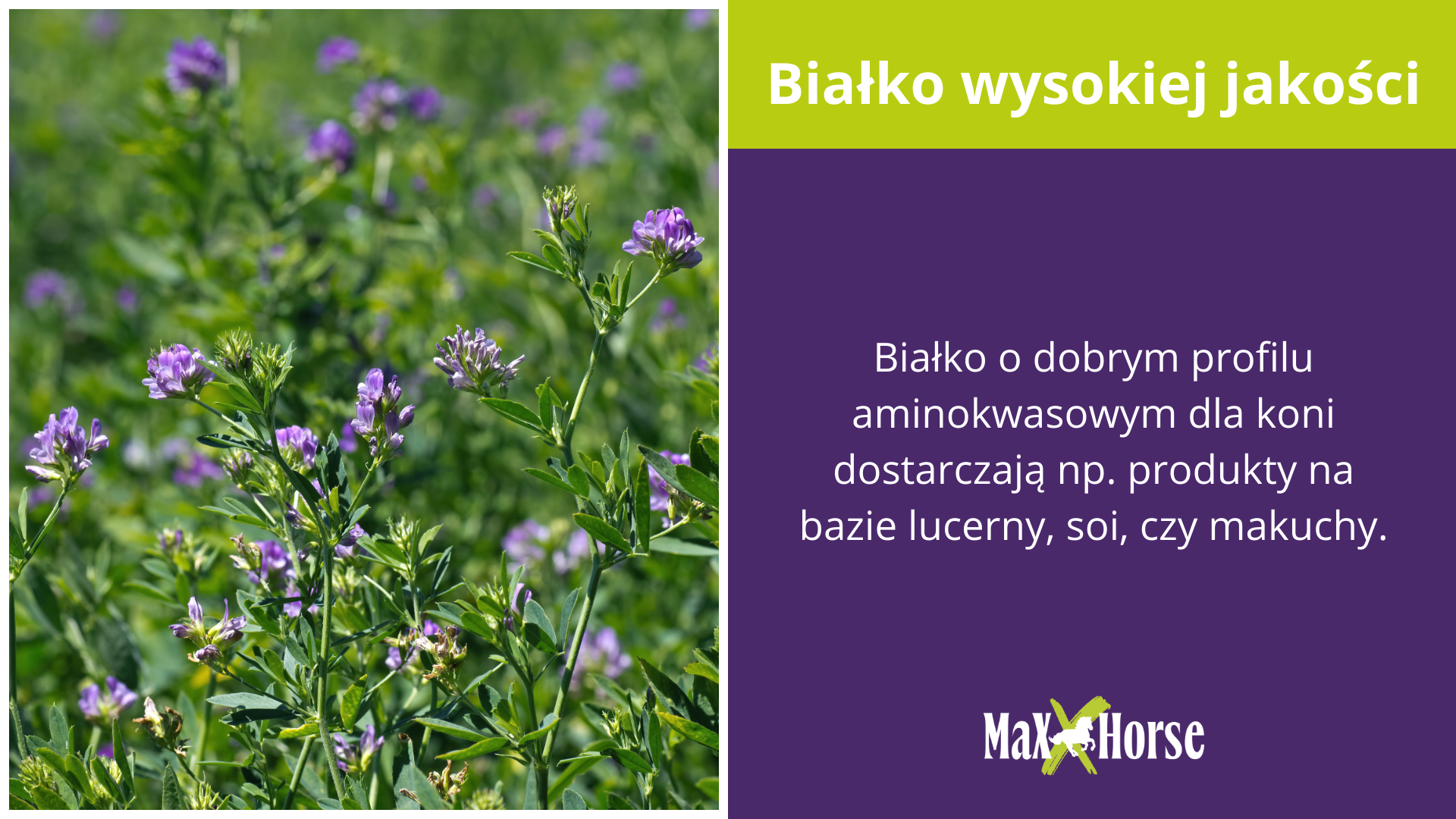 Źródła białka wysokiej jakości w diecie koni