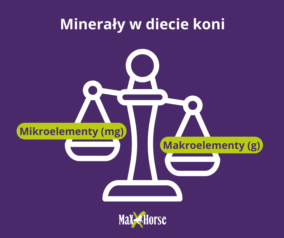 Mikroelementy i Makroelementy w diecie koni