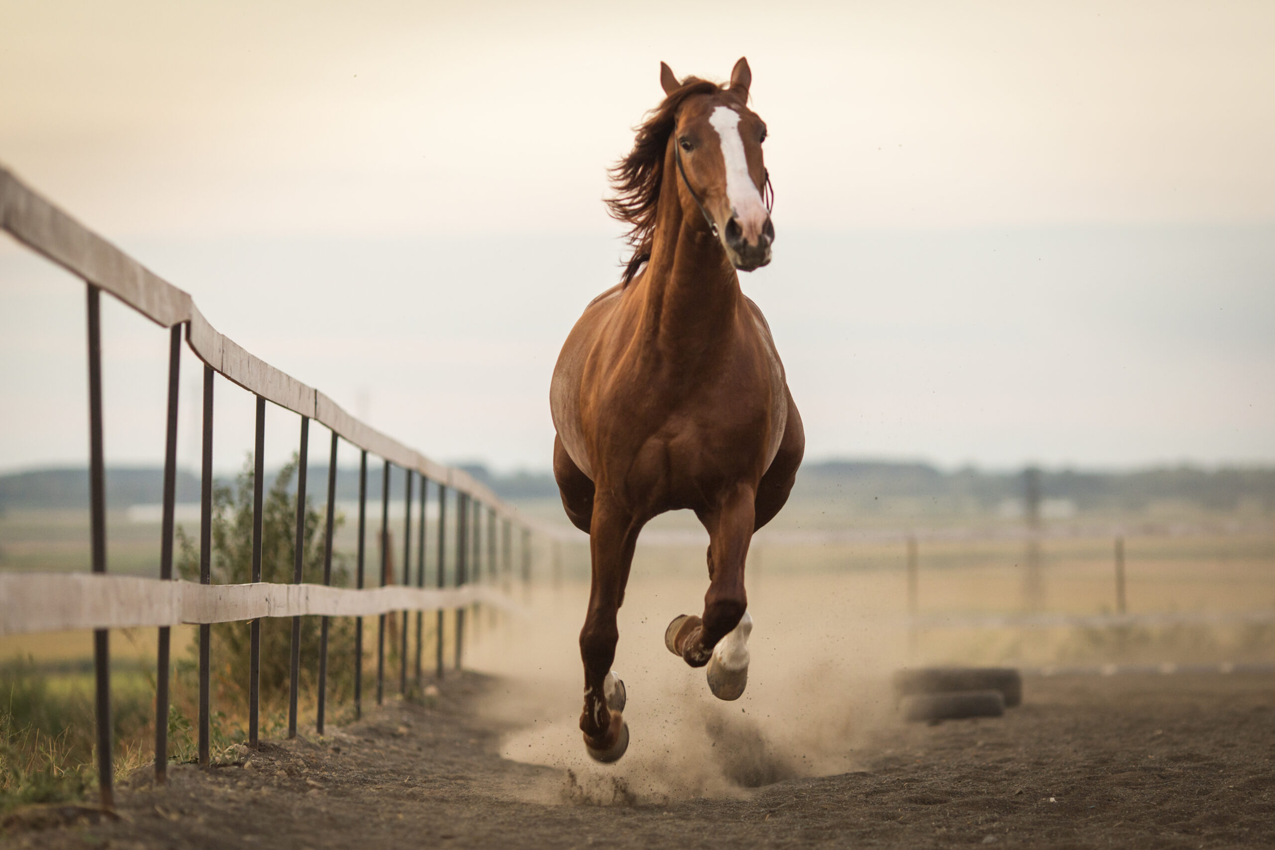 Koń w galopie pełen energii