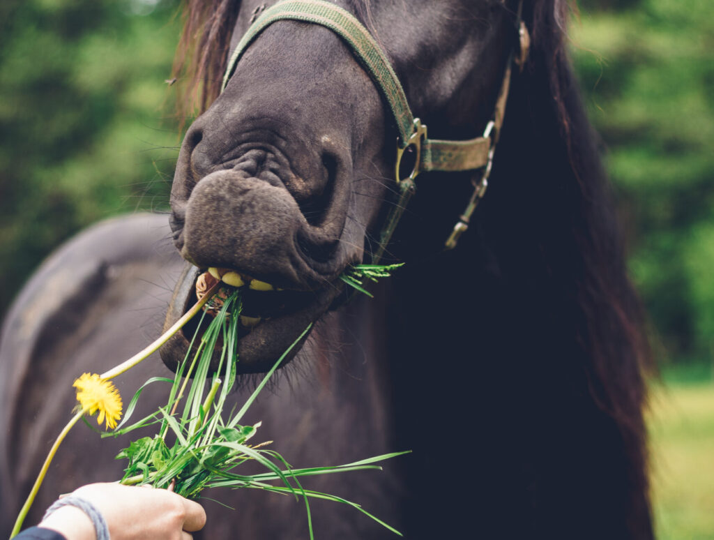 jesienne zioła dla koni