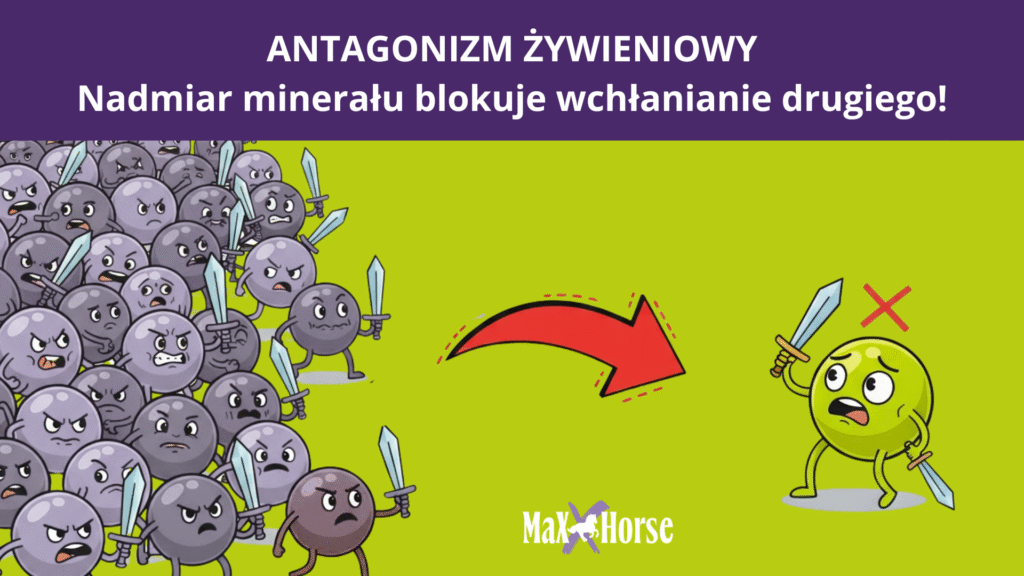 Antagonizm żywieniowy u koni