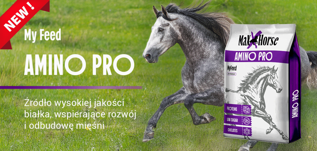 Amino pro pasza dla koni hodowlanych
