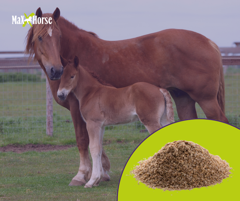 Otręby pszenne dla koni