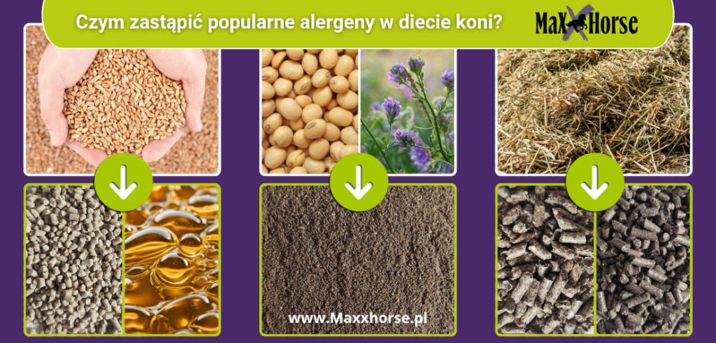 Alergie pokarmowe u koni